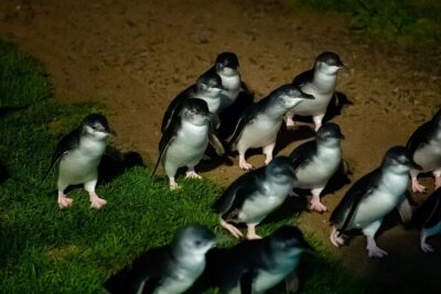 Premium Small Group Philip Island eco Tour - The “How the Day Flows” Reality Check (10 to 11 Hours)