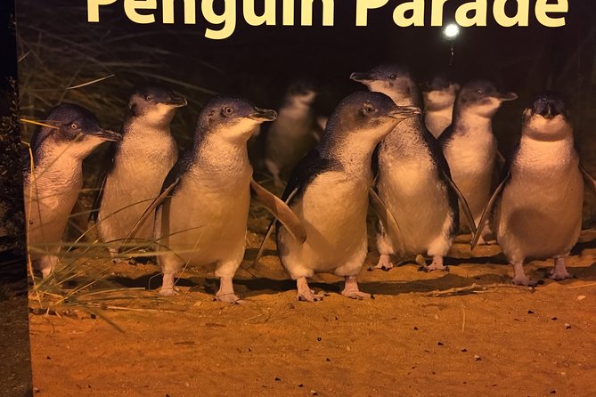 Private custom Penguin Tour with Premium Penguin Tickets - Key highlights I’d plan my day around