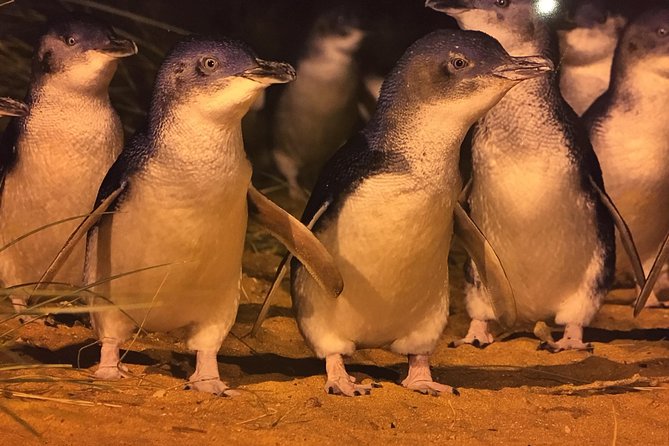 Private custom Penguin Tour with Premium Penguin Tickets - Starting in Melbourne: pickup, comfort, and a guide who controls the clock