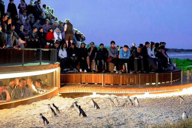 Private custom Penguin Tour with Premium Penguin Tickets - The ride along the coast: Cape Woolamai and The Nobbies Centre with real payoff