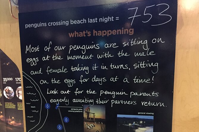 Private custom Penguin Tour with Premium Penguin Tickets - Penguin Parade at dusk: Premium Penguins Plus viewing that helps you actually see
