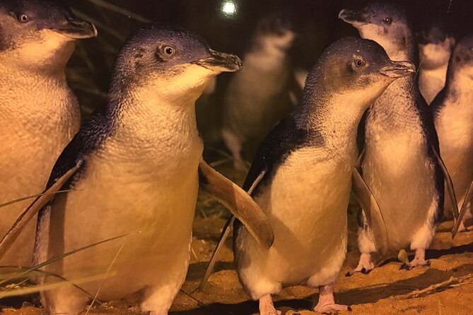 Private custom Penguin Tour with Premium Penguin Tickets - How to customize the day without losing the main event