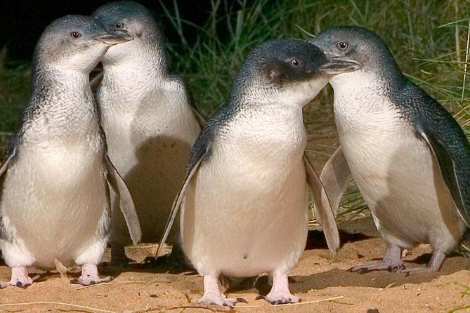 Private custom Tour of Phillip Island With Penguin Parade - Key highlights you’ll feel right away