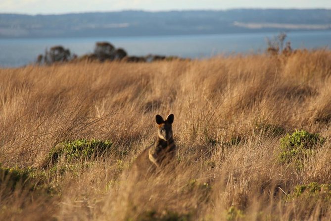 Private Great Ocean Road - The Ultimate Aussie Adventure - The Great Ocean Road, but with a personal guide and better timing