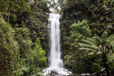 Private Great Ocean Road - The Ultimate Aussie Adventure - Eucalyptus forests, gumtree facts, and wildlife with meaning