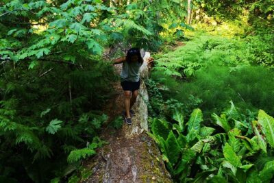 Private Guided Rainforest Hike in Victoria - Route options: basic rainforest hike vs aiming for panoramic views