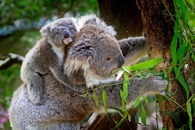 Private One Day Great Ocean Road Tour (12 Hour) - The 7:00 AM Start: Getting Out of Melbourne Smoothly