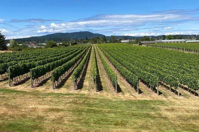 Private Small Group Local Wine, Cider Tasting, Central Saanich - What’s included: tastings, a light lunch, and snacks