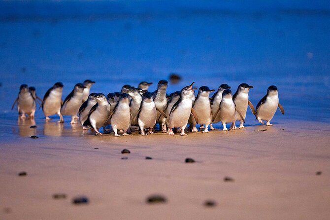 [PRIVATE TOUR] 12 Apostles | Great Ocean Road | Day Trip - Lorne and Anglesea: Coast Town Breaks Between Big Sights