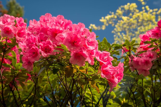 Private Tour Countryside Drive to Butchart Gardens & Victoria - Butchart Gardens: 90 minutes to explore at your own pace