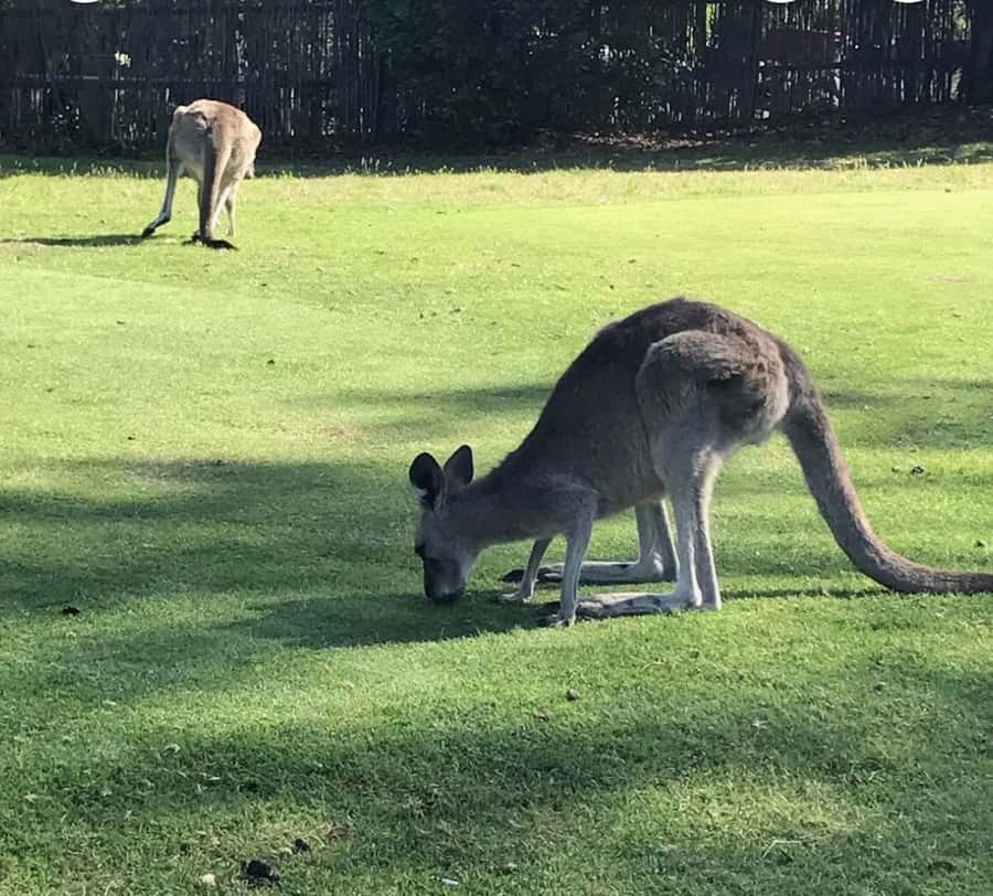 Private Tour: Great Ocean Road - Twelve Apostles - Who should book this Great Ocean Road private tour