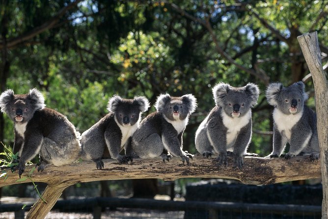 [Private Tour] Healesville Sanctuary Wildlife & Puffing Billy Steam Train - Key highlights worth your attention