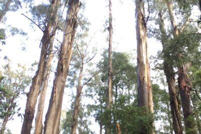 [Private Tour] Healesville Sanctuary Wildlife & Puffing Billy Steam Train - Healesville Sanctuary: native bushland animals and close encounters