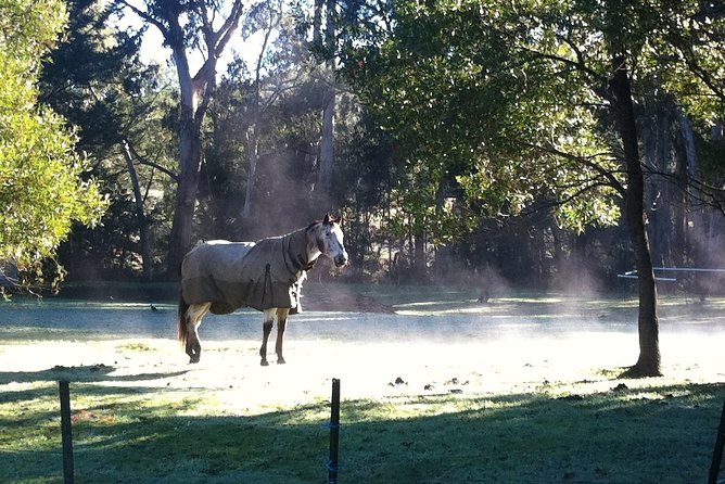 [Private Tour] Healesville Sanctuary Wildlife & Puffing Billy Steam Train - Who this tour suits best
