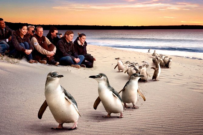 [Private Tour] “Penguin Parade” Phillip Island Tour. - Price and Value: What You’re Really Paying for at $645.52 Per Person