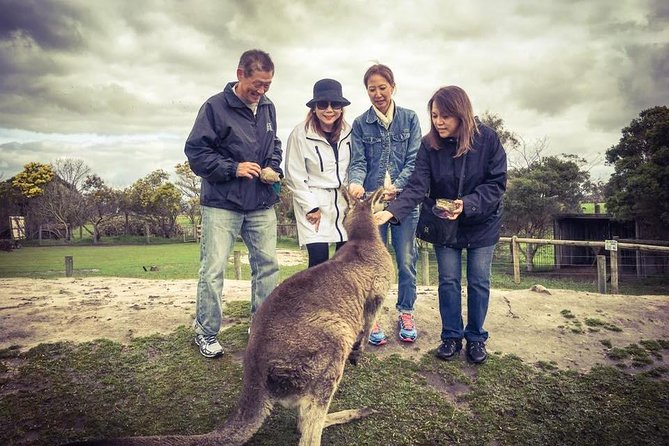 [Private Tour] “Penguin Parade” Phillip Island Tour. - Maru Koala and Animal Park: More Than Photo Ops