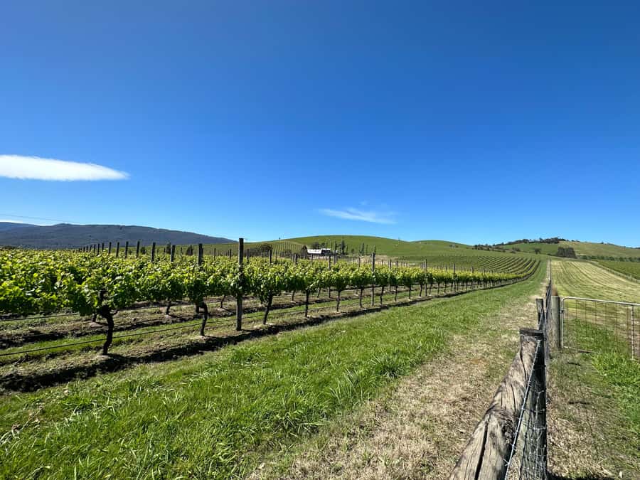 Private Tour: Yarra Valley Wine, Cheese, Gin & Chocolatrie - Key highlights that make the day work