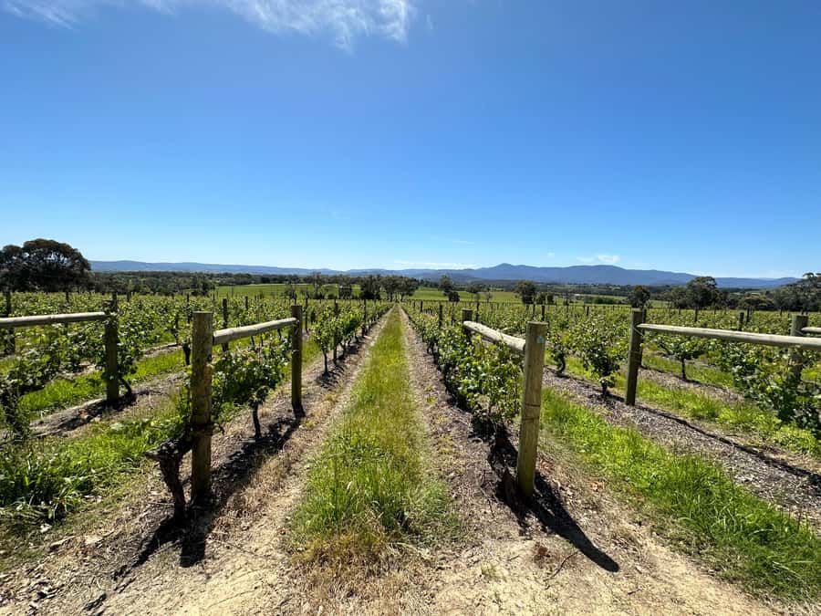 Private Tour: Yarra Valley Wine, Cheese, Gin & Chocolatrie - Lunch in the Valley: budgeting time and money without ruining the day
