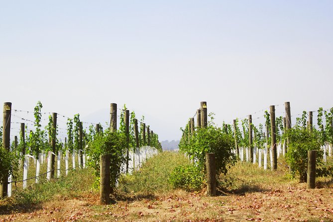 Private Tour: Yarra Valley Wineries with Wine Tastings - Four Tastings and Lunch at Balgownie Estate: What’s Included and What It Costs Extra