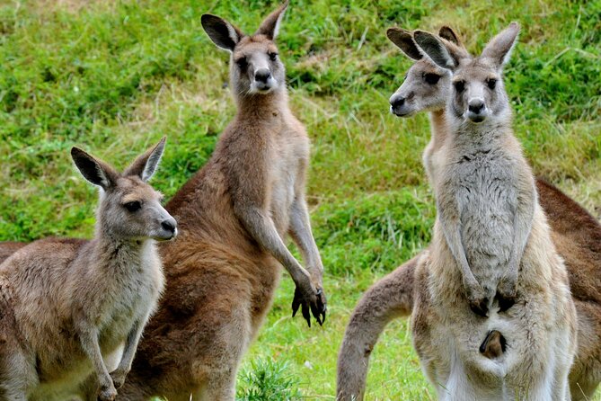 Puffing Billy And Healesville Sanctuary Scenic Tour - Yarra Valley Chocolaterie and Ice Creamery: tastings, shopping, and a short timeline