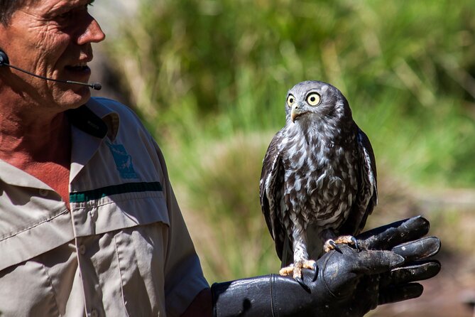 Puffing Billy And Healesville Sanctuary Scenic Tour - Timing and logistics: an 8-hour day with real windows