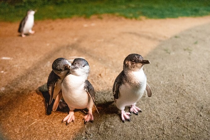 Puffing Billy and Penguin Parade Day Tour From Melbourne - The Nobbies boardwalk and blowholes: short stop, big views