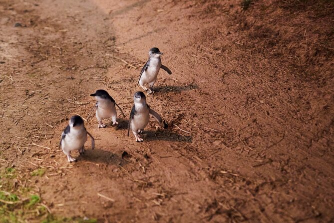 Puffing Billy and Penguin Parade Day Tour From Melbourne - Penguin Parade at Summerland Beach: the sunset moment