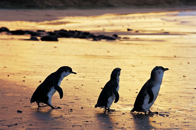 Puffing Billy and Penguin Parade Day Tour From Melbourne - What kind of traveler should book this?