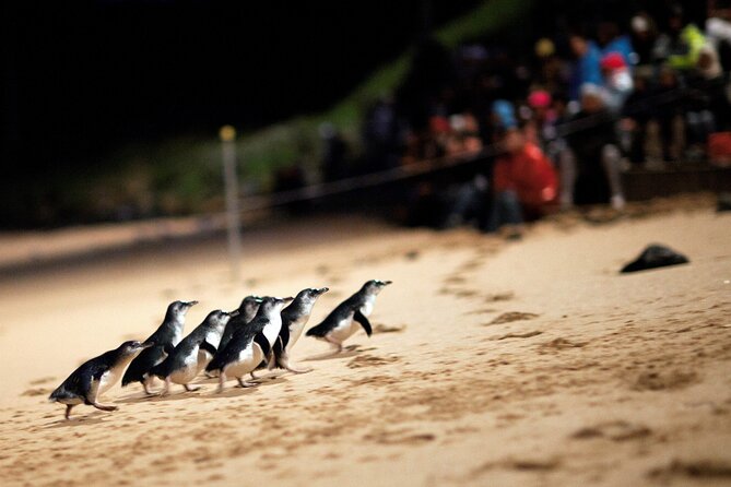 Puffing Billy Steam Train and Penguins Wildlife Tour - Price and Value: Is $164.25 Worth It?