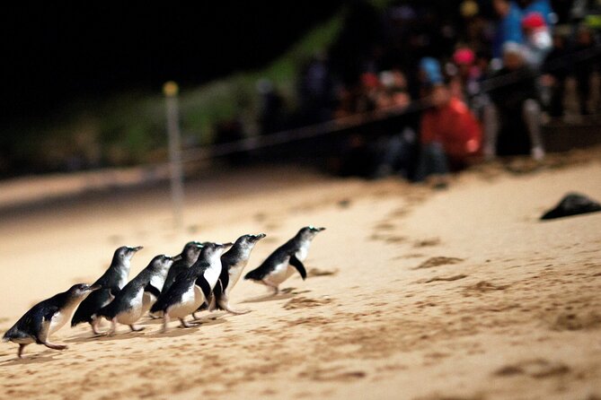 Puffing Billy Tour and Penguin Parade from Melbourne - Getting From Melbourne: Pickup, the 7:00 am Start, and a Long Day
