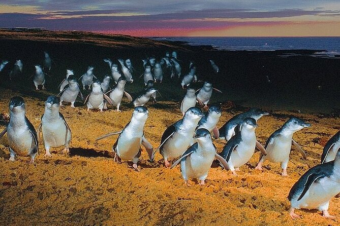 Puffing Billy Train and Phillip Island Penguin Parade Day Tour - Should You Book This Puffing Billy and Penguins Day Tour?