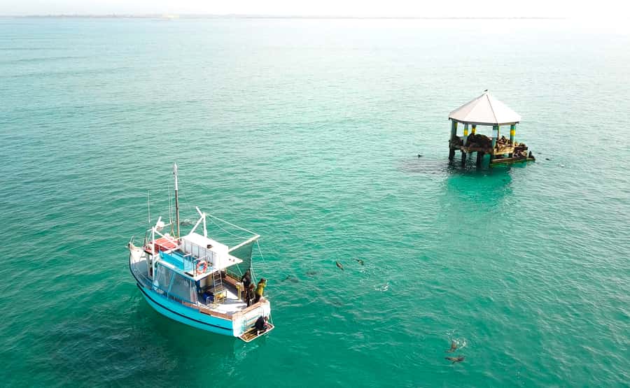 Queenscliff: 1.5hr Harbour Wildlife Sightseeing Cruise Tour - Key takeaways before you go