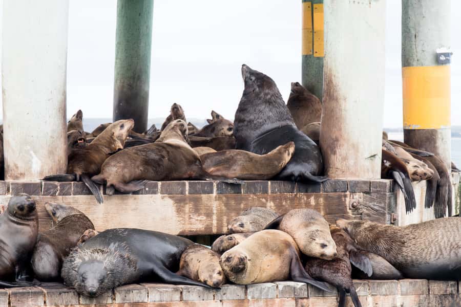 Queenscliff: 1.5hr Harbour Wildlife Sightseeing Cruise Tour - Wildlife you can spot without getting your feet wet
