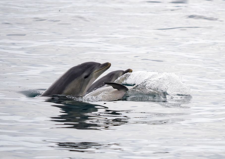 Queenscliff: 1.5hr Harbour Wildlife Sightseeing Cruise Tour - Pope’s Eye: where the commentary turns the view into a story