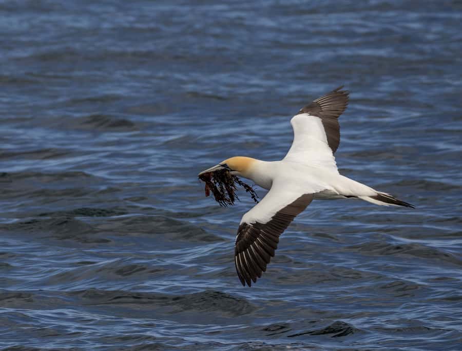 Queenscliff: 1.5hr Harbour Wildlife Sightseeing Cruise Tour - Queenscliff and Sorrento: maritime and military history with a living coastline