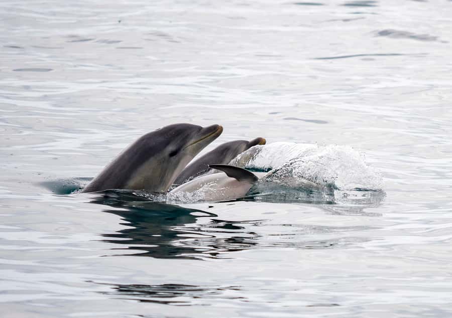 Queenscliff: 1.5hr Harbour Wildlife Sightseeing Cruise Tour - Price and value: what $84 includes, and why the $10 levy matters