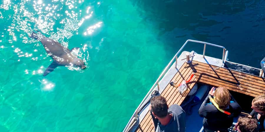 Queenscliff: 1.5hr Harbour Wildlife Sightseeing Cruise Tour - Who should book this Queenscliff wildlife cruise?