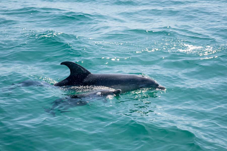 Queenscliff: 1.5hr Harbour Wildlife Sightseeing Cruise Tour - 90 minutes on Port Phillip Bay: short, relaxed, and actually doable
