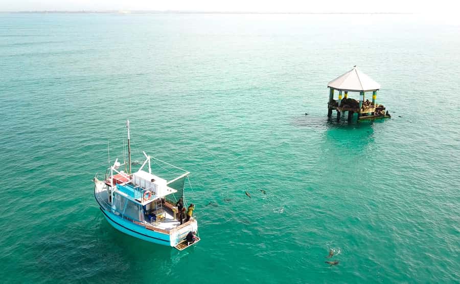 Queenscliff Harbour: 3.5hr Seal & Dolphin Snorkelling Tour - Port Phillip Heads: why this water is worth your time