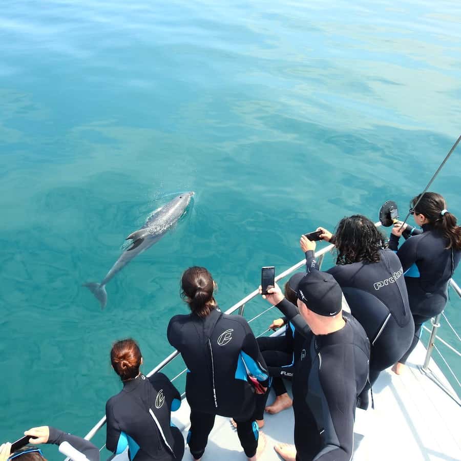 Queenscliff Harbour: 3.5hr Seal & Dolphin Snorkelling Tour - Chinaman’s Hat: hanging with seals in a real habitat