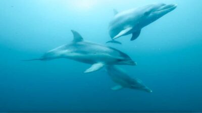 Queenscliff Harbour: 3.5hr Seal & Dolphin Snorkelling Tour - The Popes Eye snorkel: a confidence builder, not a random splash