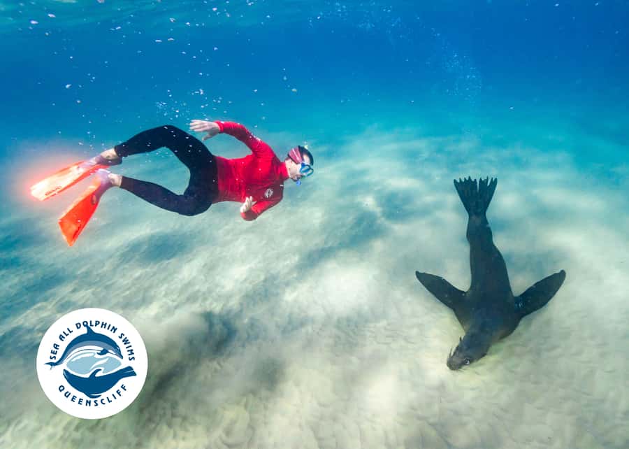 Queenscliff Harbour: 3.5hr Seal & Dolphin Snorkelling Tour - Gear and comfort: what’s included, what you must bring