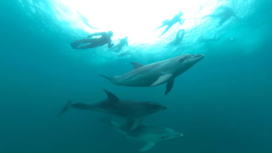 Queenscliff Harbour: 3.5hr Seal & Dolphin Snorkelling Tour - Queenscliff timing, transfers from Geelong, and how not to miss the start