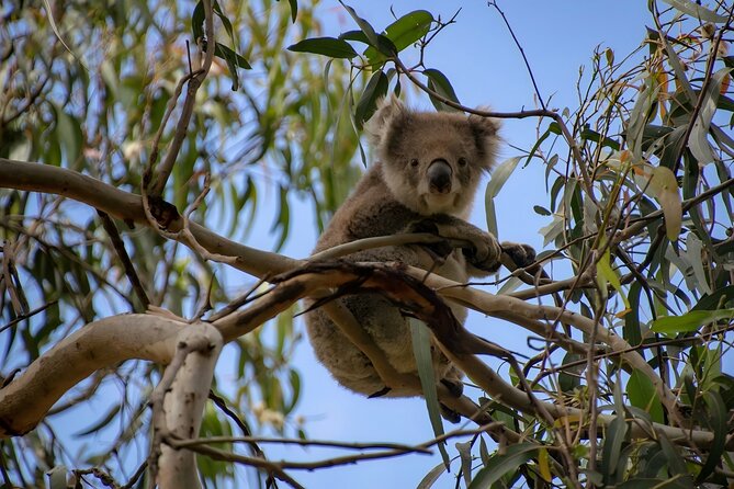 Reimagined Great Ocean Road 1-Day Tour from Melbourne - Lorne and Wye River: pretty pass-through moments