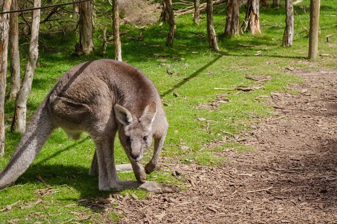 Shore Excursion Melbourne, Sights, Kangaroos, Koalas Lunch & Wine - Mornington Peninsula Timing That Works for Cruise Days