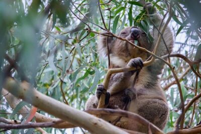 Small-Group Great Ocean Road Classic Day Tour from Melbourne - Torquay and Kennett River: tea, birds, and koala chances