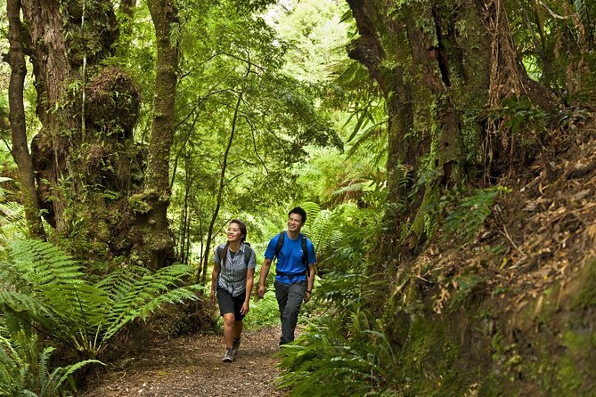 Small-Group Great Ocean Road Classic Day Tour from Melbourne - Mait’s Rest in the Otway Ranges: the calm walk you’ll remember