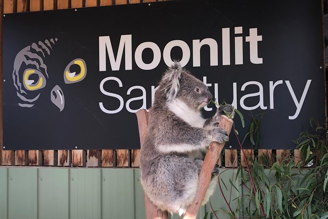 Small-Group Phillip Island Afternoon Day Trip from Melbourne - Should you book this Phillip Island small-group tour?