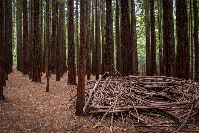 Small Group Yarra Valley: Redwoods Forest & Premium Wine Tour - Key highlights at a glance