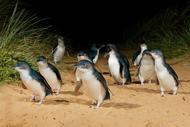 Small Tour (8 ppl) Phillip Island Hike & Penguin Parade Day Tour - What the tour includes (and what you’ll still pay for)